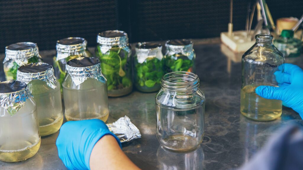 Common Challenges in Cannabis Curing