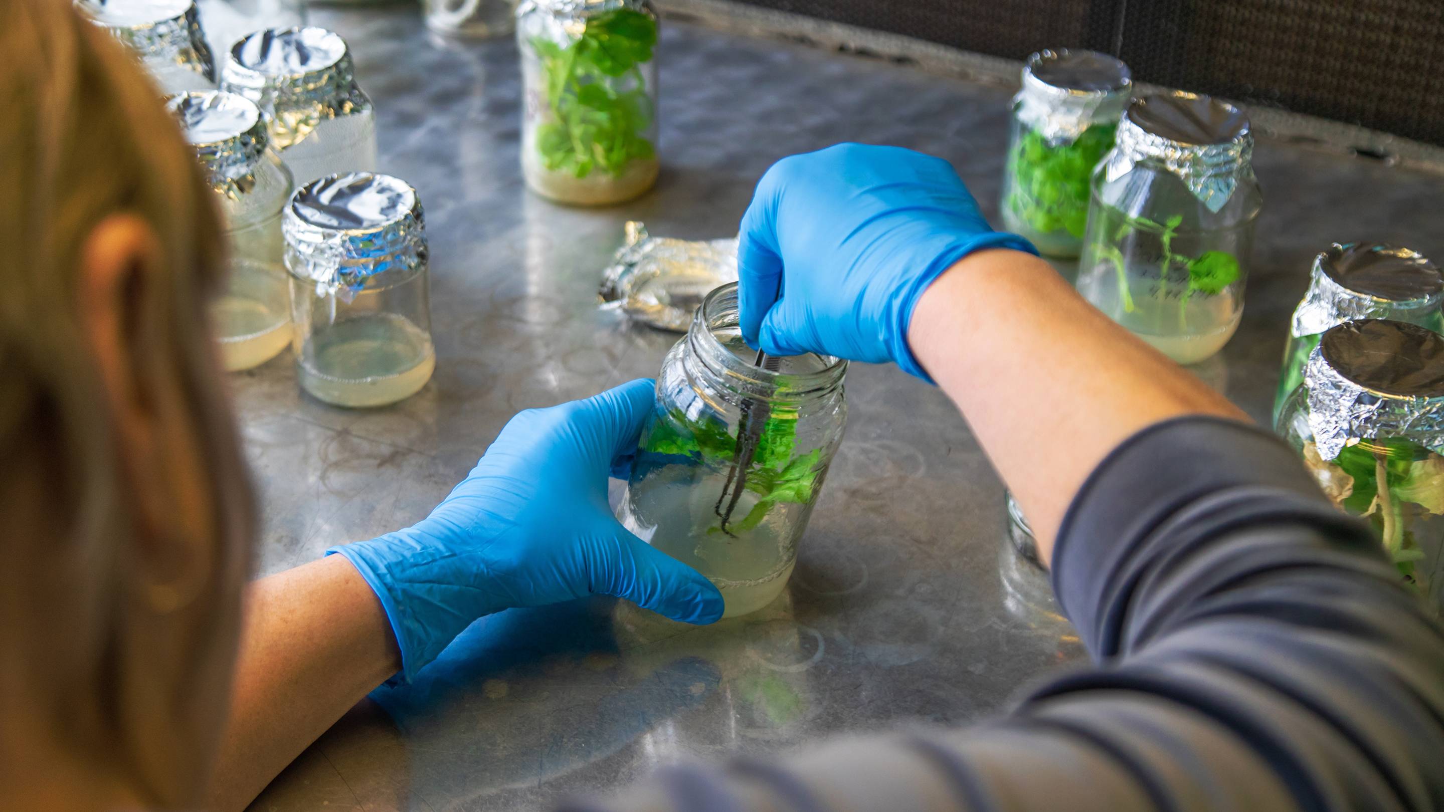 Curing Methods in Food Preservation