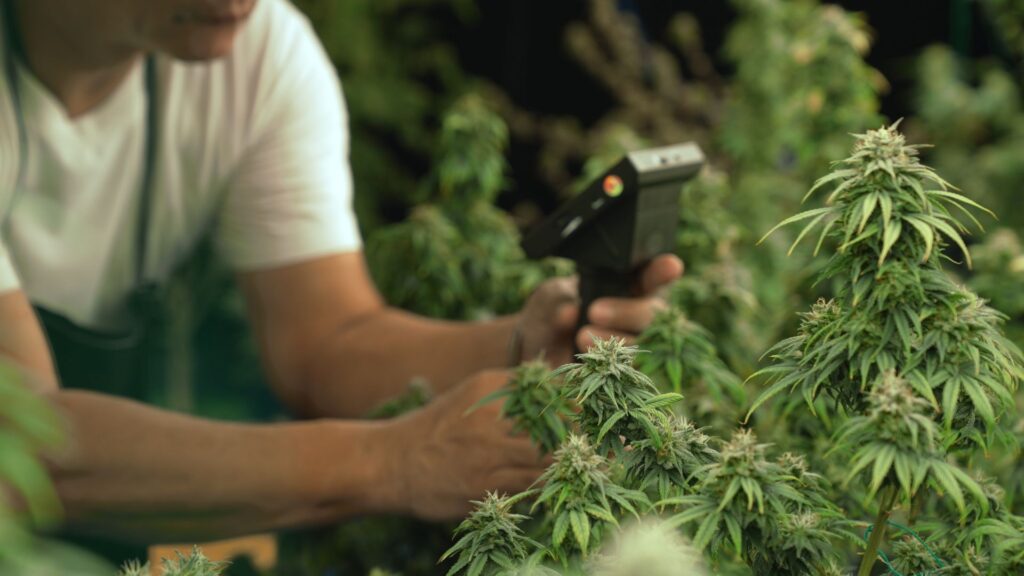 Technology and Digital Tools in Cannabis Cultivation