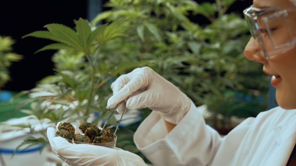 Cannabis Product Innovation and Diversification