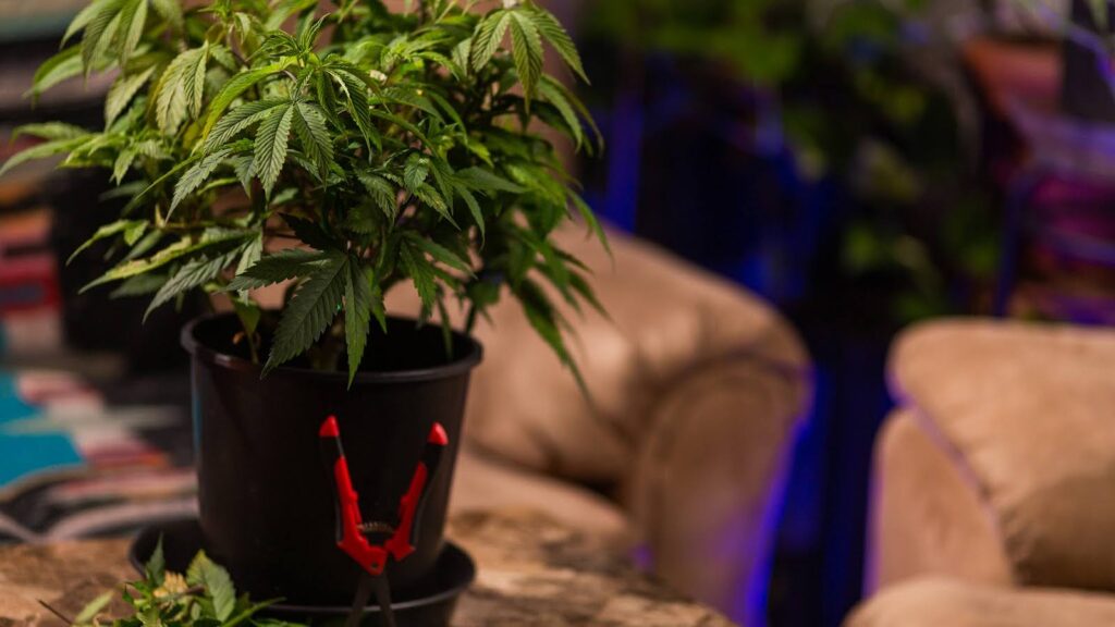 Common Factors That Delay Harvest Timelines