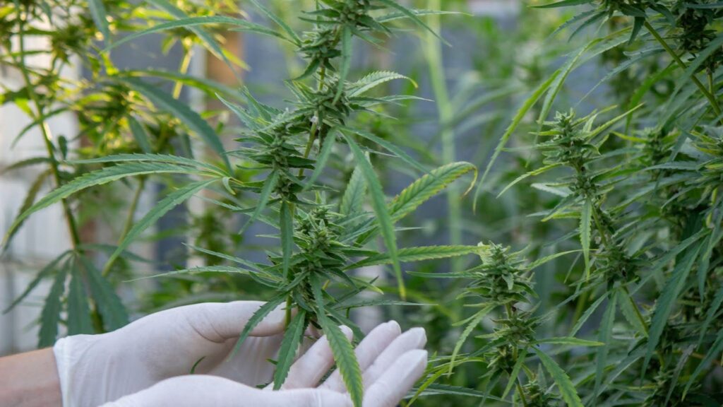 Understanding the Autoflower Lifecycle