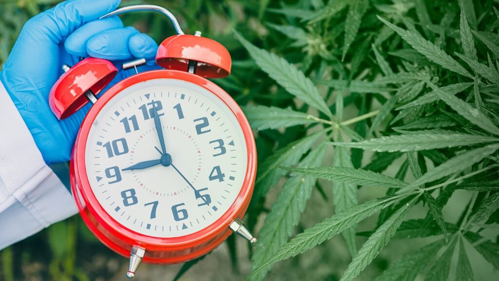 Average Seed-to-Harvest Times for Autoflowers