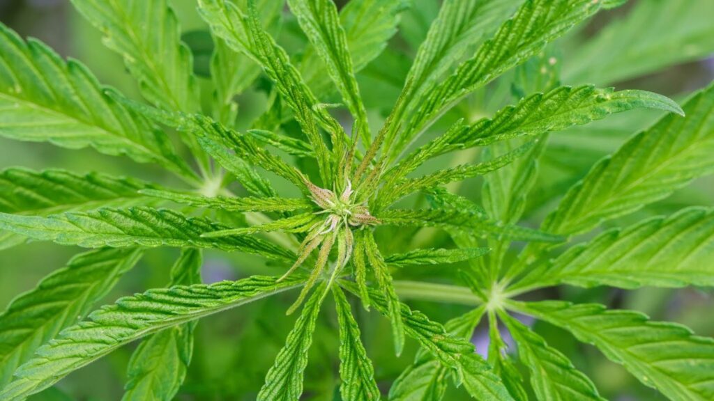 What Are The White Hairs on Your Weed Plant