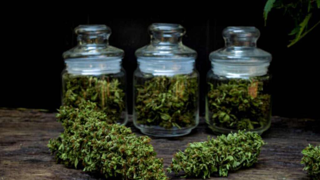 Why is Cannabis Curing Essential