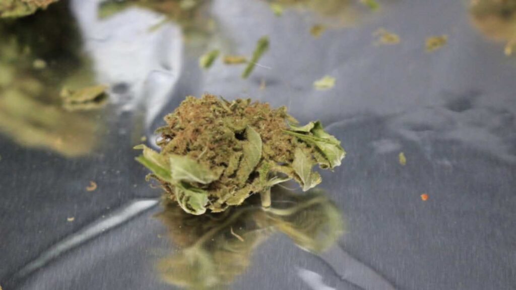 Benefits of Water Curing Weed