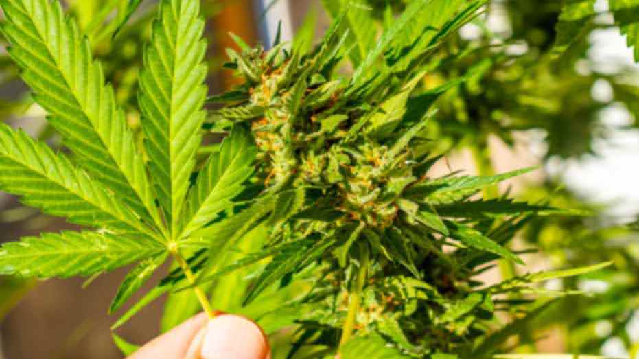 Why Big and Dense Cannabis Buds Matter