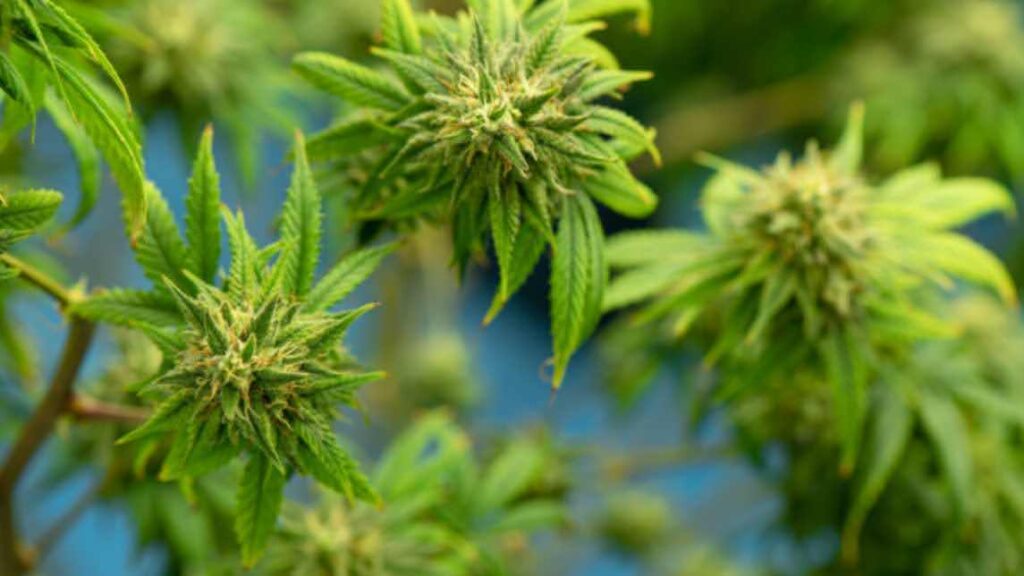 What Makes Cannabis Buds Dense