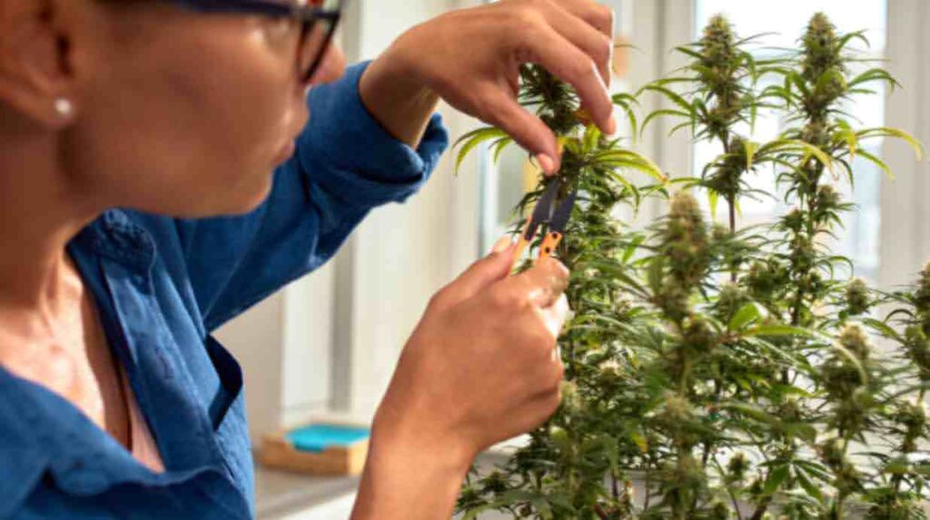 What-are-the-Emerging-Trends-Reshaping-Cannabis-Technology