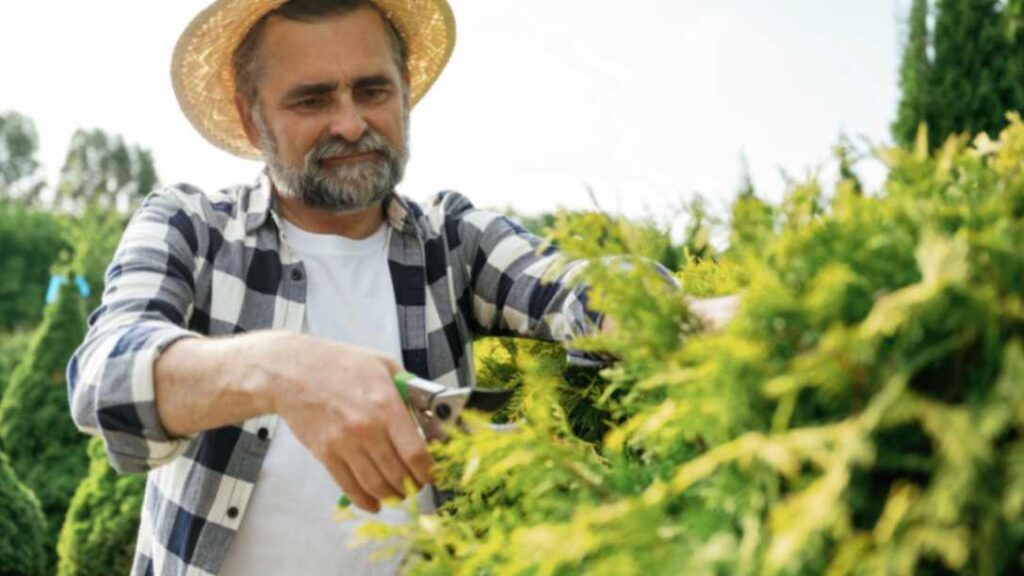 How to Harvest Cannabis