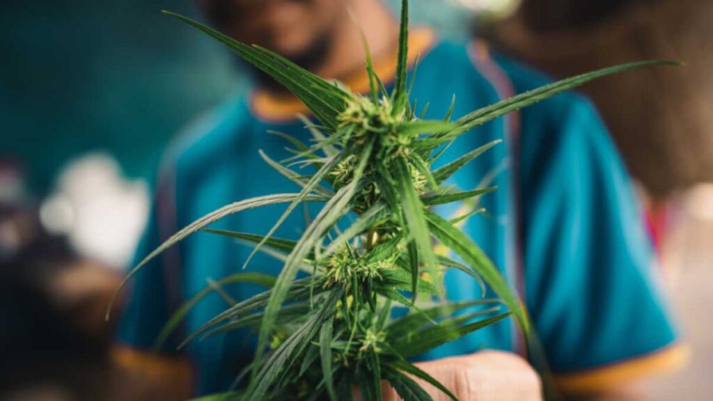 Quick Glance at the Cannabis Growth Stages