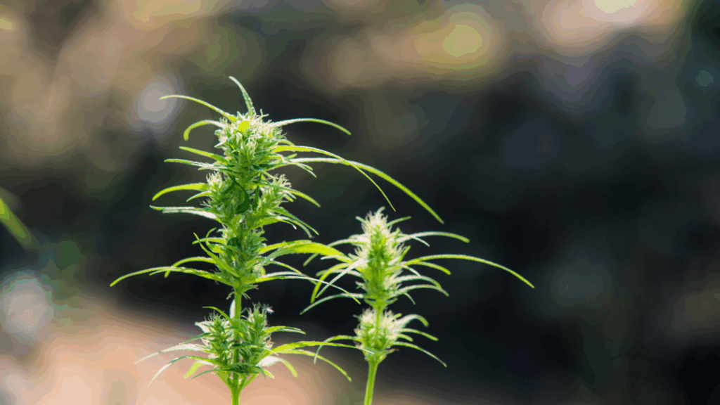 Why Flowering Buds Are Crucial in Cannabis Cultivation