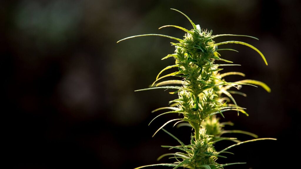 Understanding Light Burn and Nutrient Burn