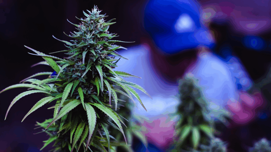 Optimal Plant Height for Different Cannabis Strains