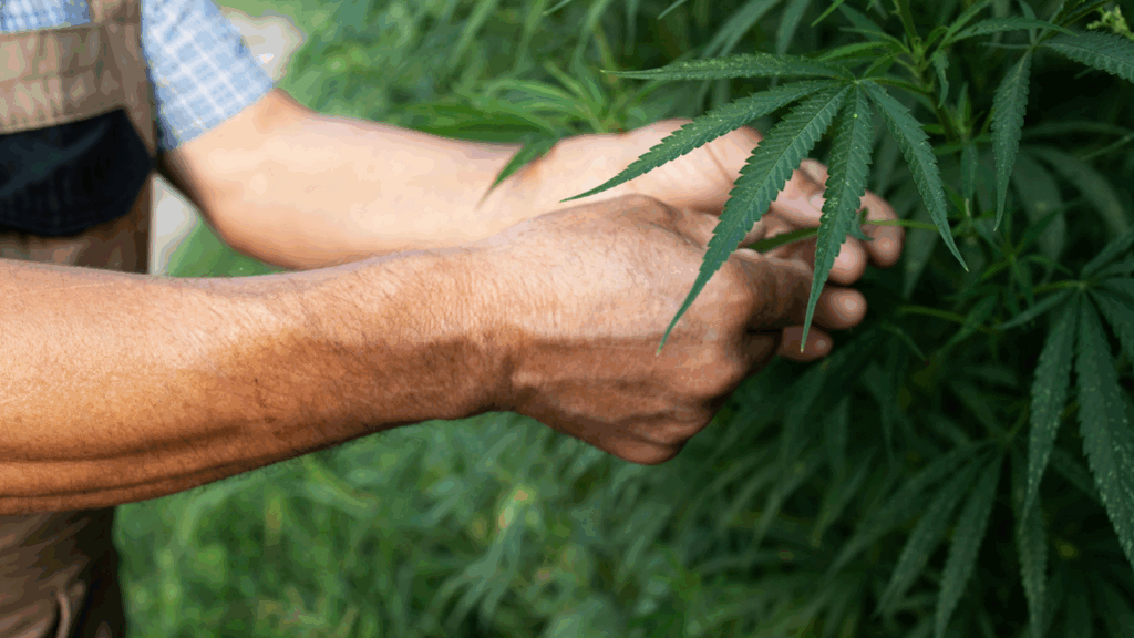 Key Factors Influencing Cannabis Plant Height