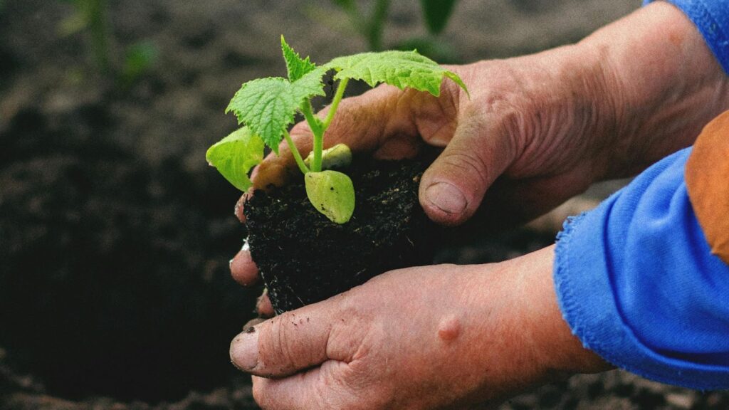 Signs of a Healthy vs a Struggling Seedling