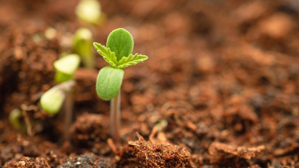 Best Practices for Week 3 Success