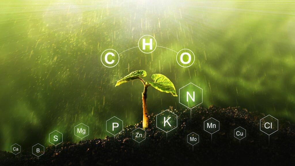 Feeding and Nutrients at Week 3