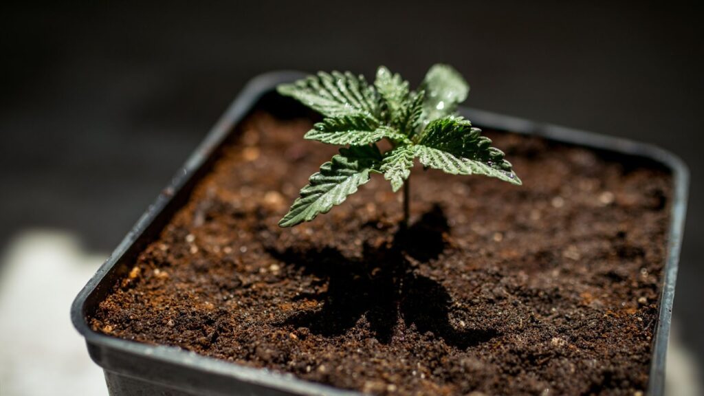 Understanding the 3-Week-Old Cannabis Seedling Stage