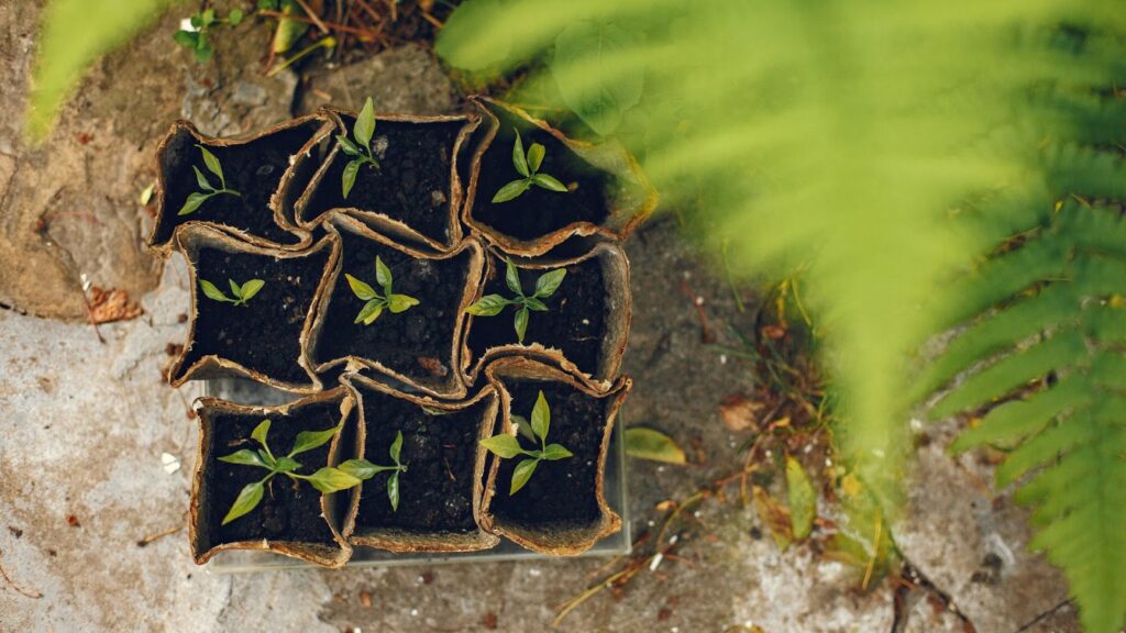 When and How to Transplant