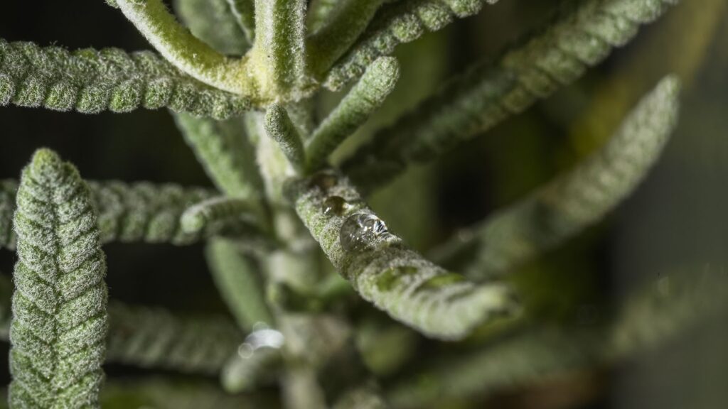 Common Mistakes and Tips