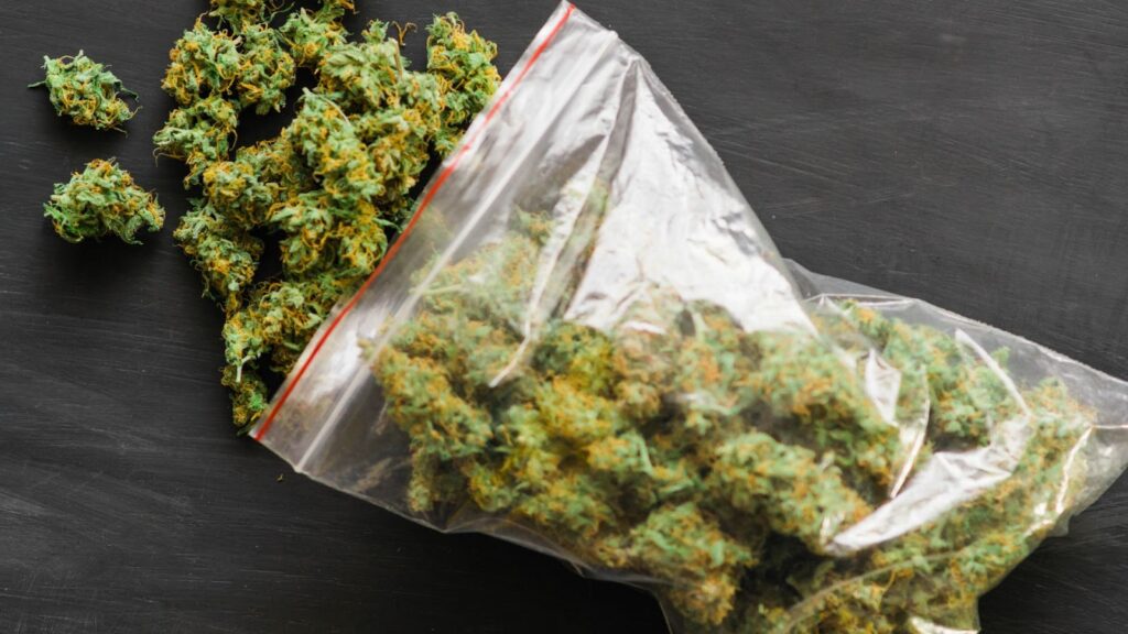 Using a Weed Moisture Meter in Different Stages