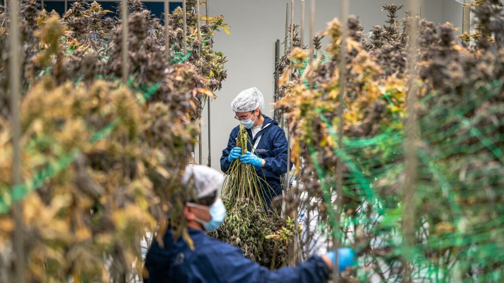 Why You Need Moisture Matters in Cannabis Cultivation