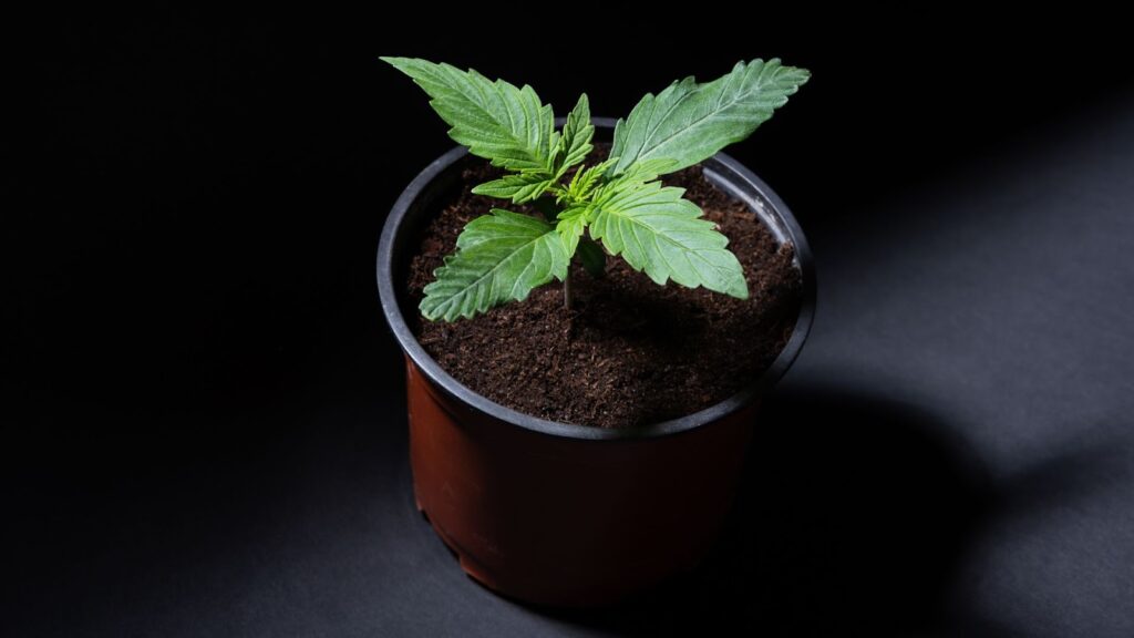 Optimizing Growth with Autoflowering Strains