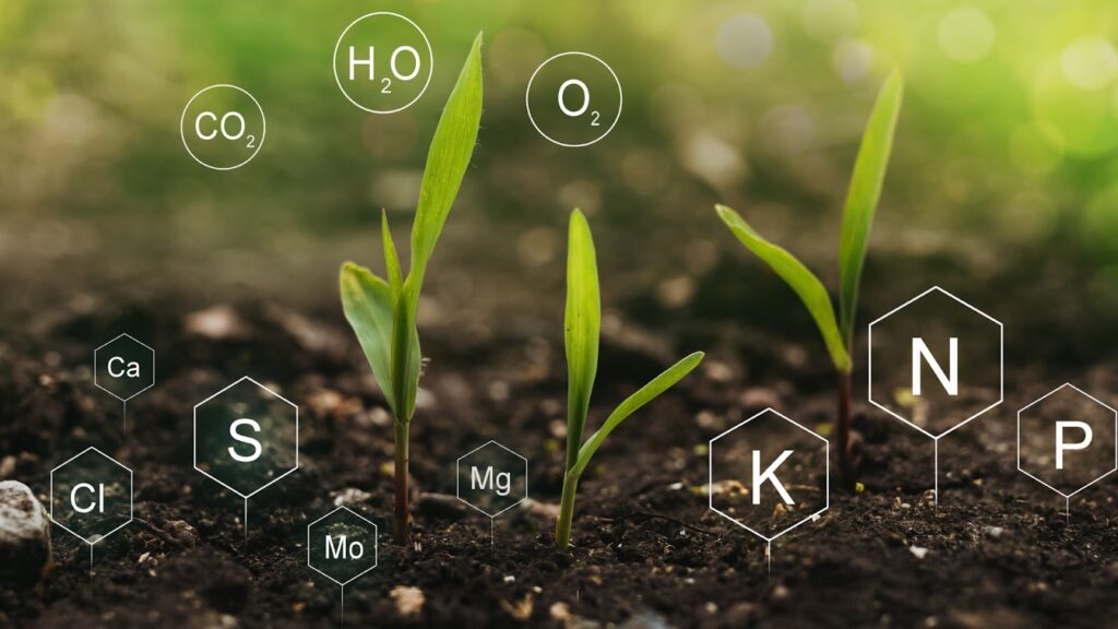Nutrient Management and Plant Nutrition in Cannabis Cultivation Techniques