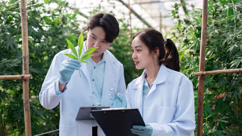 Introduction to Advanced Cannabis Cultivation Techniques