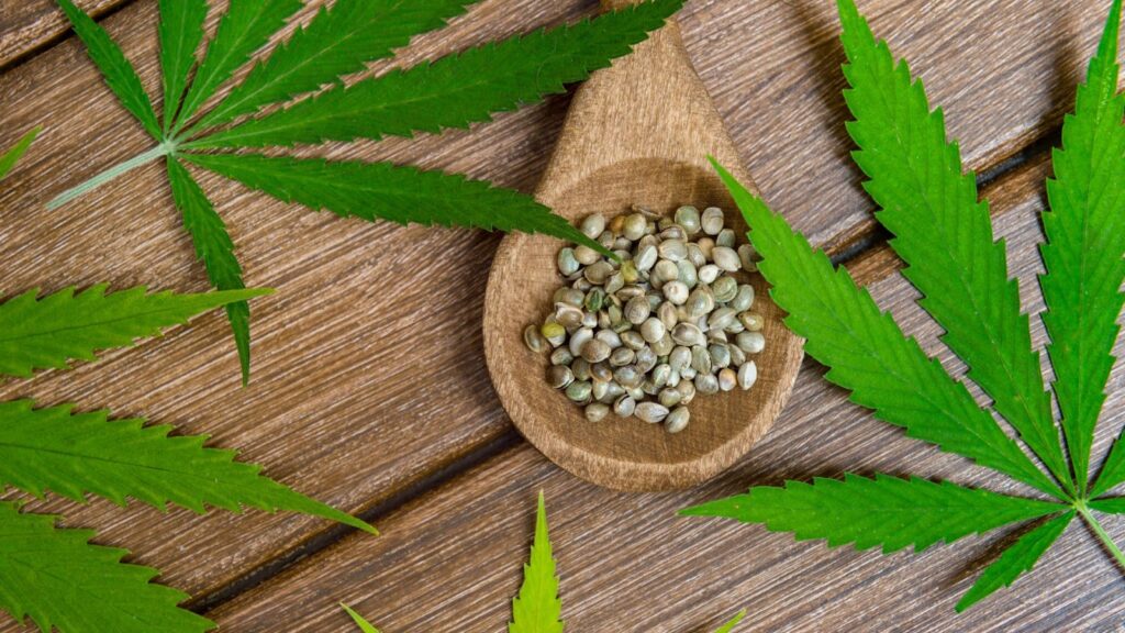 Choosing Cannabis Seeds