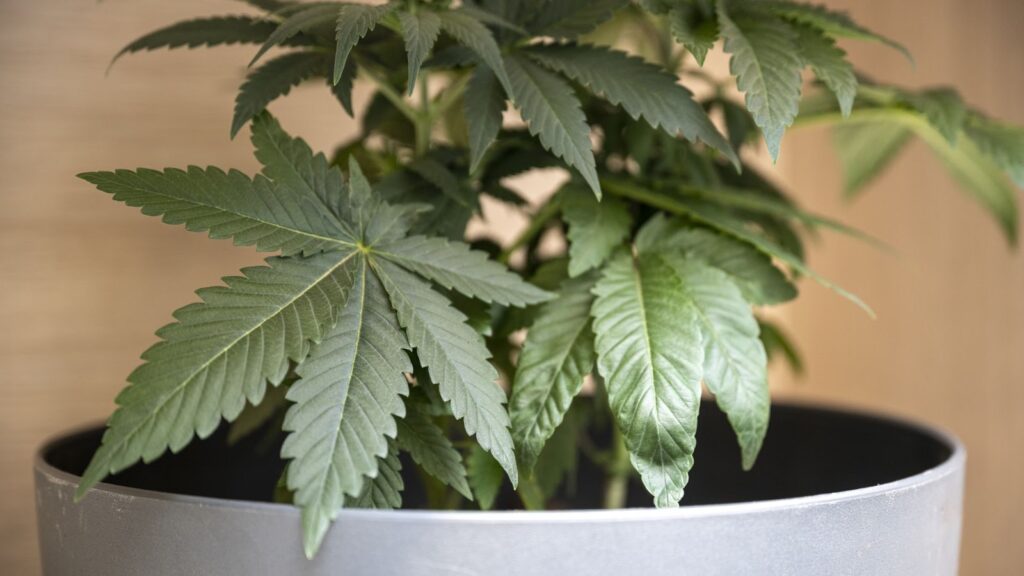 How PlanaCan Helps You Optimize Vegetative Growth