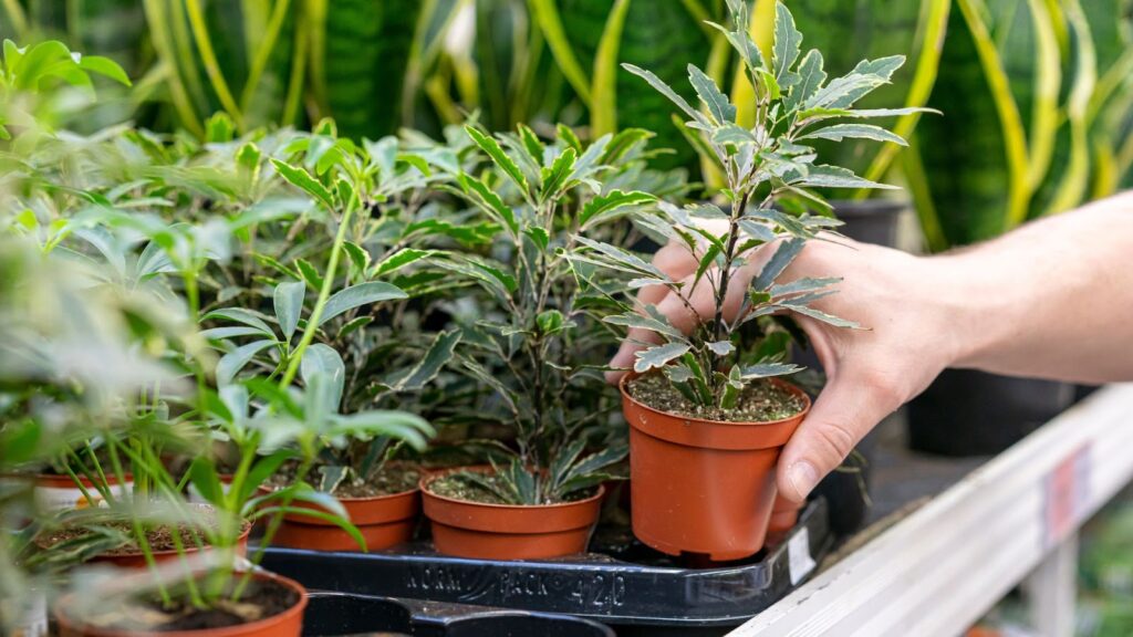 Understanding the Vegetative Stage