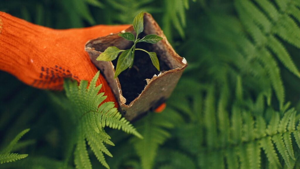 Importance of Vegetative Growth Duration