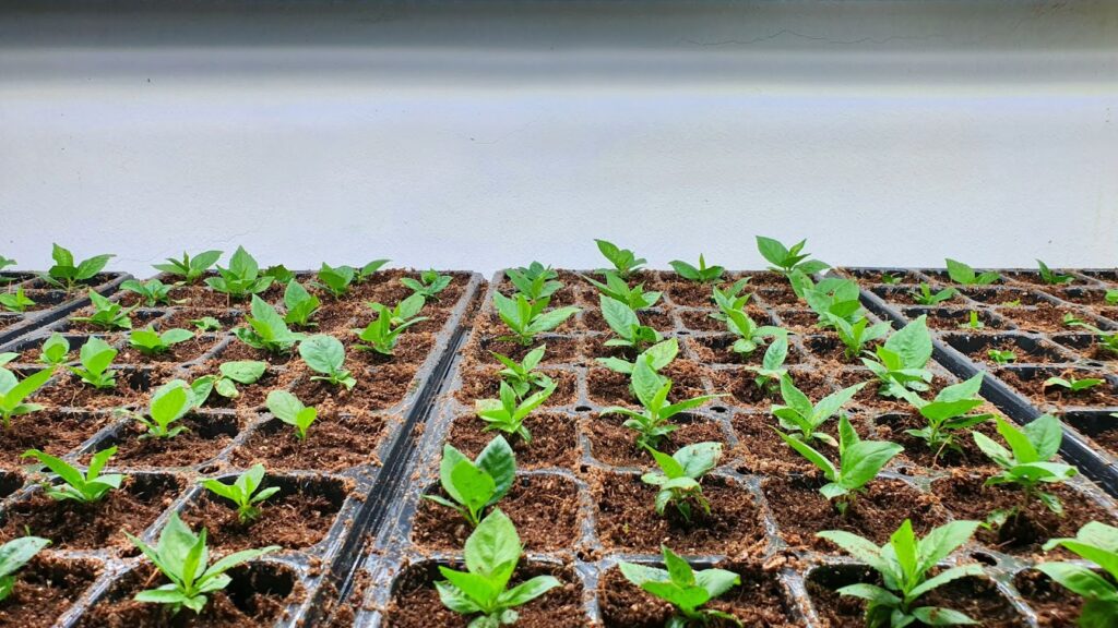 Signs Your Plants Are Ready to Flower