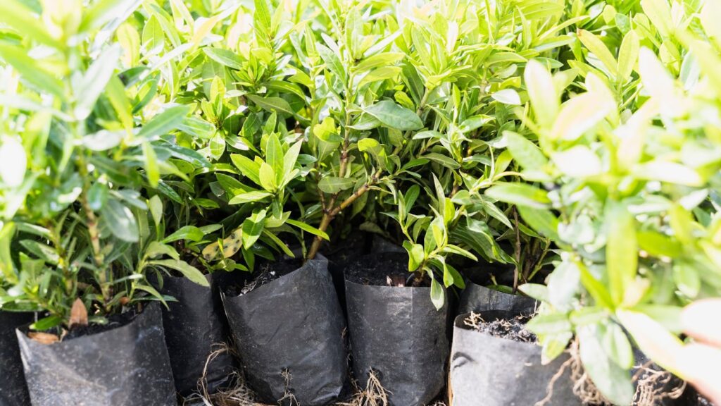 Practical Tips for Optimizing Veg Time