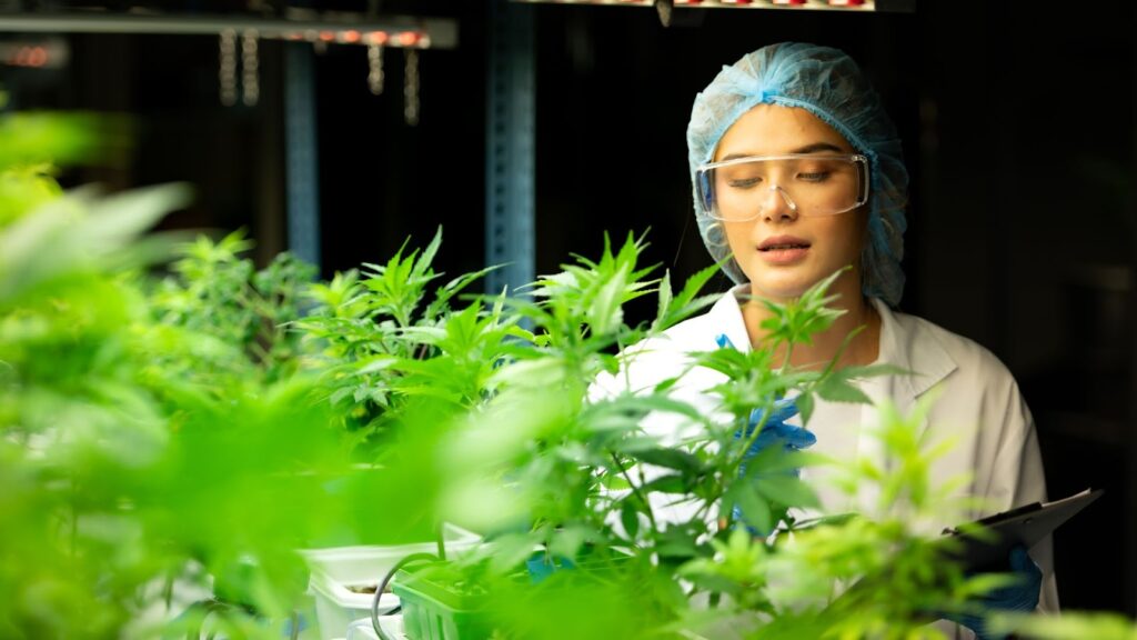 Preventing Leaf Burn and Spots in Cannabis Plants