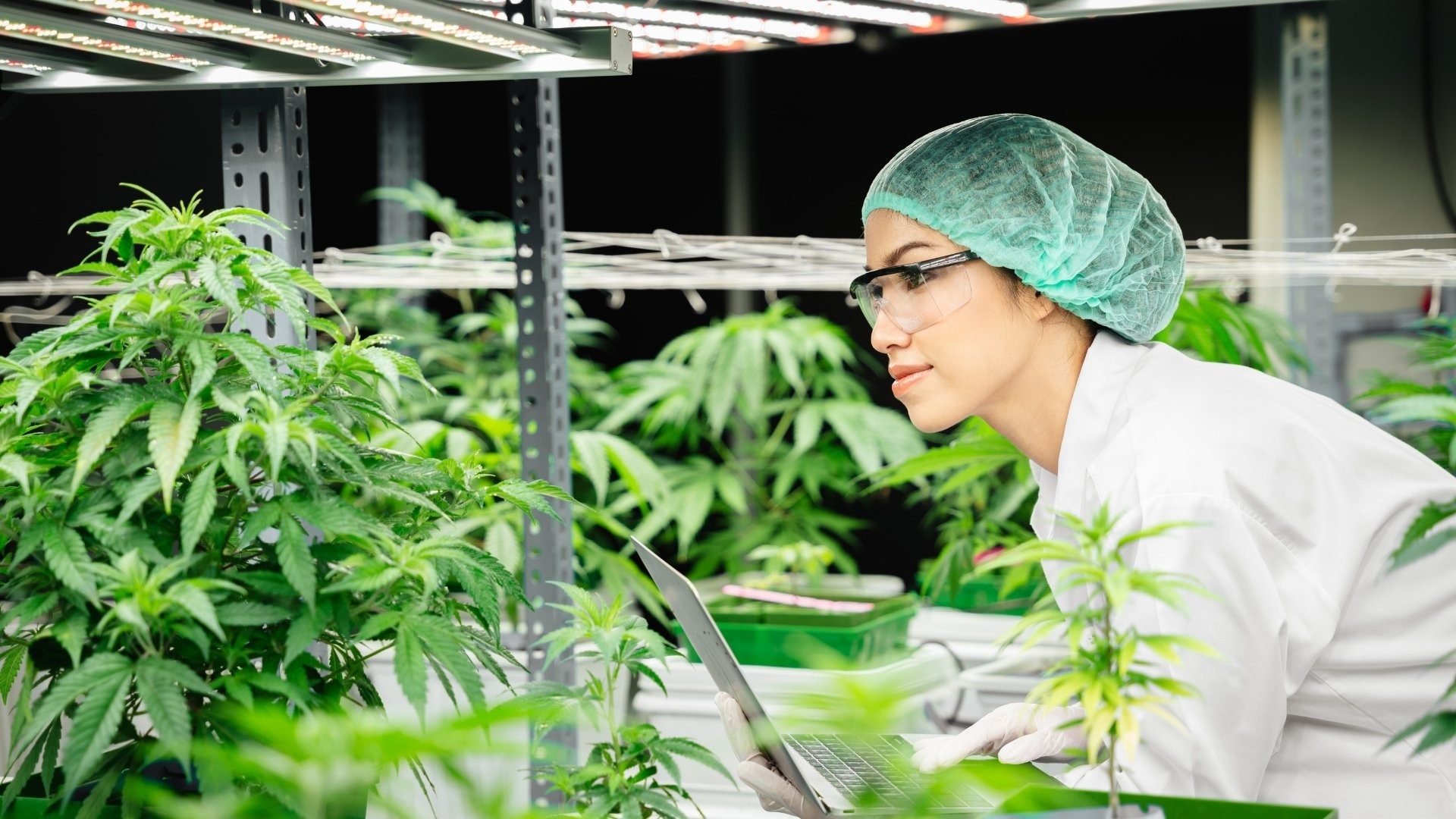 Criteria Used to Assess Cannabis Workflow Platforms
