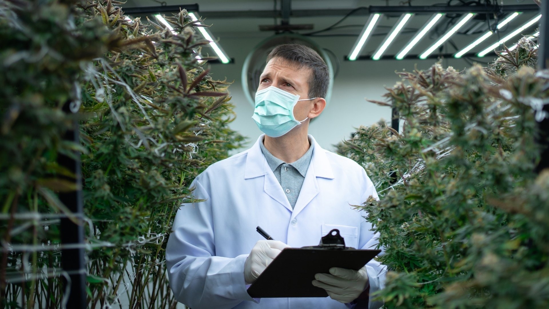 Where Do Most Growers Go Wrong in Cannabis Leaf Care?