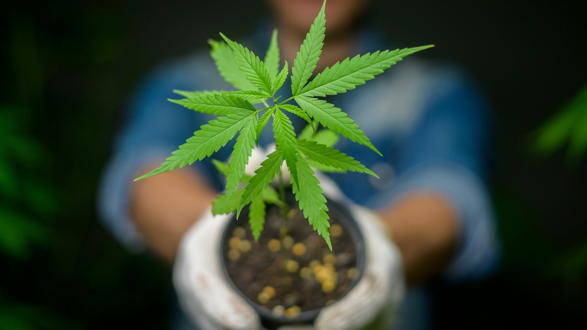 How Can Cultivators Use Marijuana Leaves