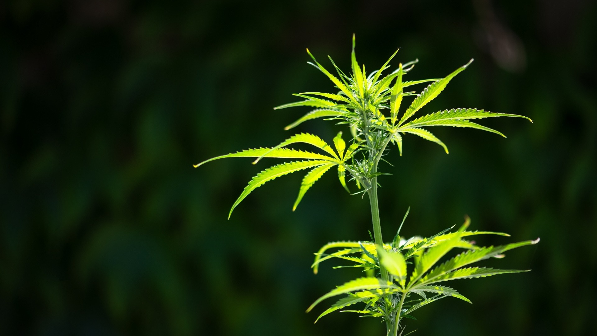 Grower Warning Signs to Watch in Cannabis Leaves