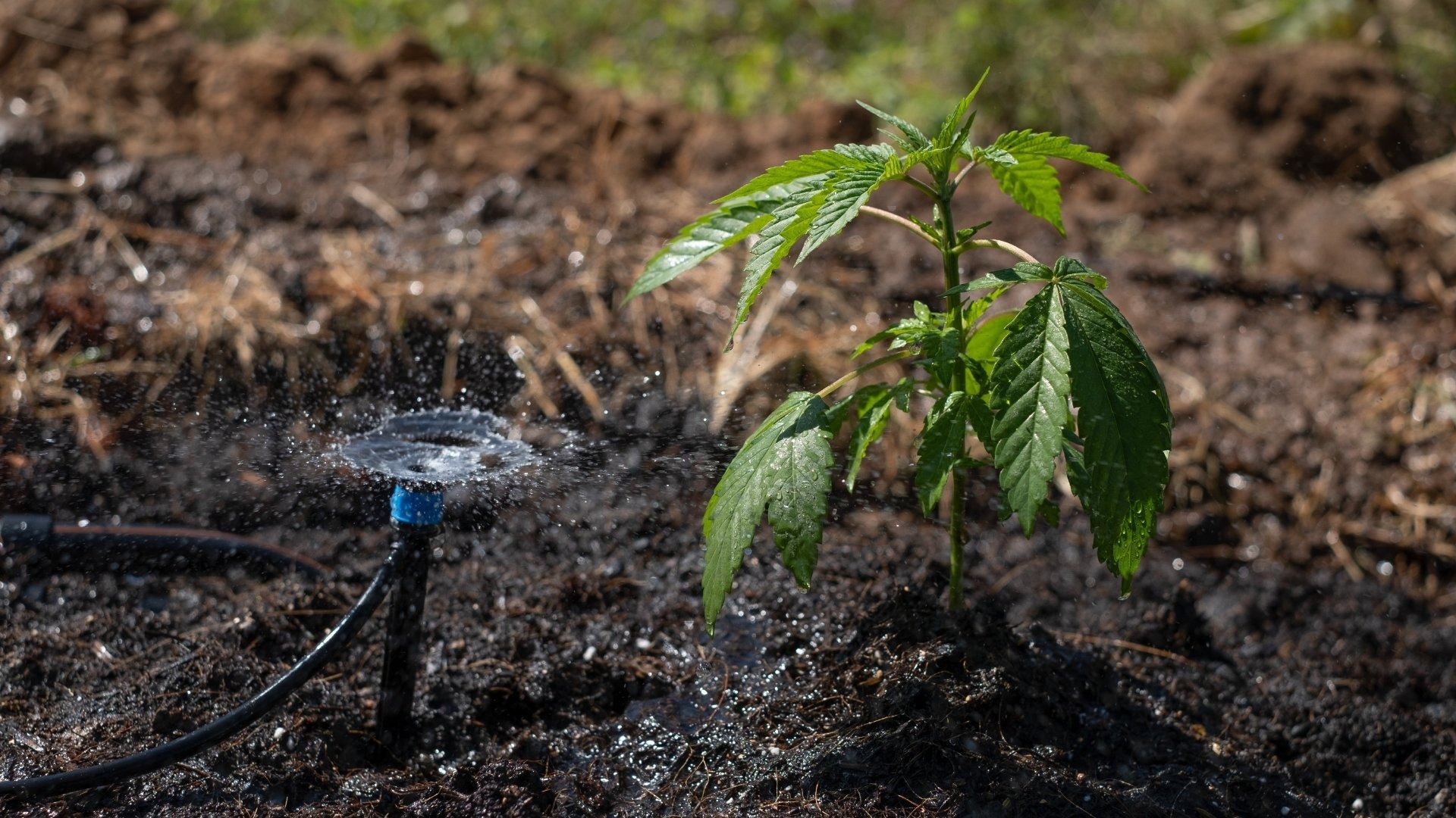 How Much Water Does Cannabis Actually Need?