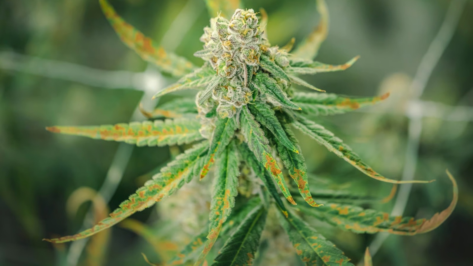 Common Cannabis Leaf Diseases Growers Must Watch For in the US