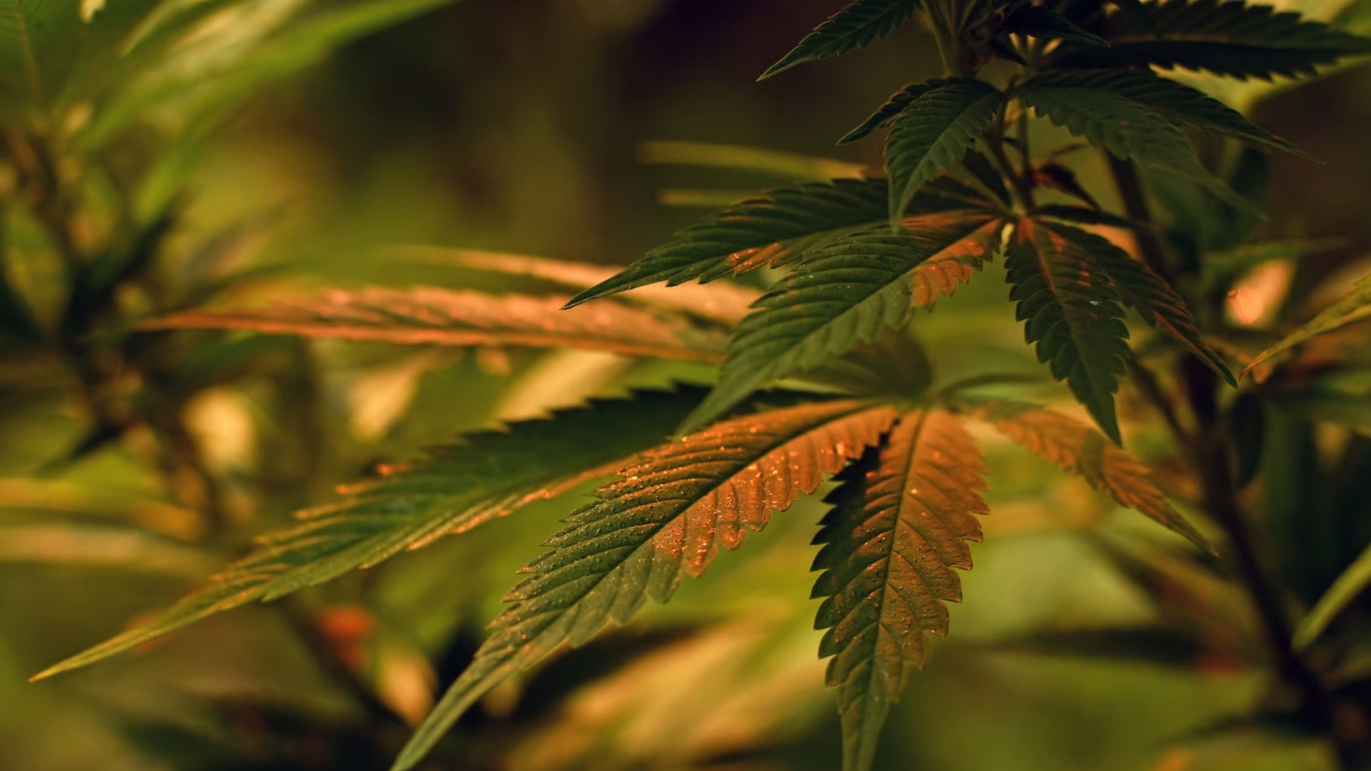 Early Signs of Diseases in Cannabis Cultivation You Should Not Ignore