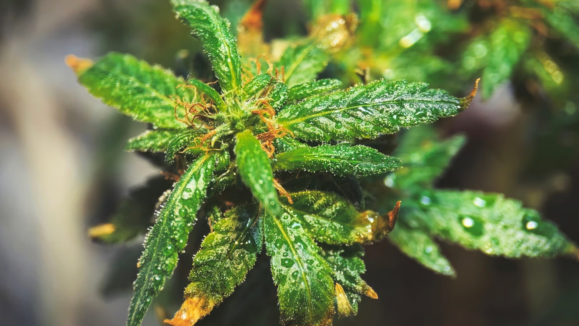 Tips to Prevent Cannabis Leaf Diseases at Scale