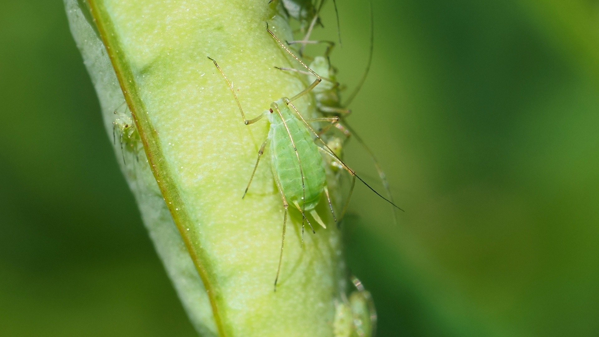 Aphids (Indoor and Outdoor)