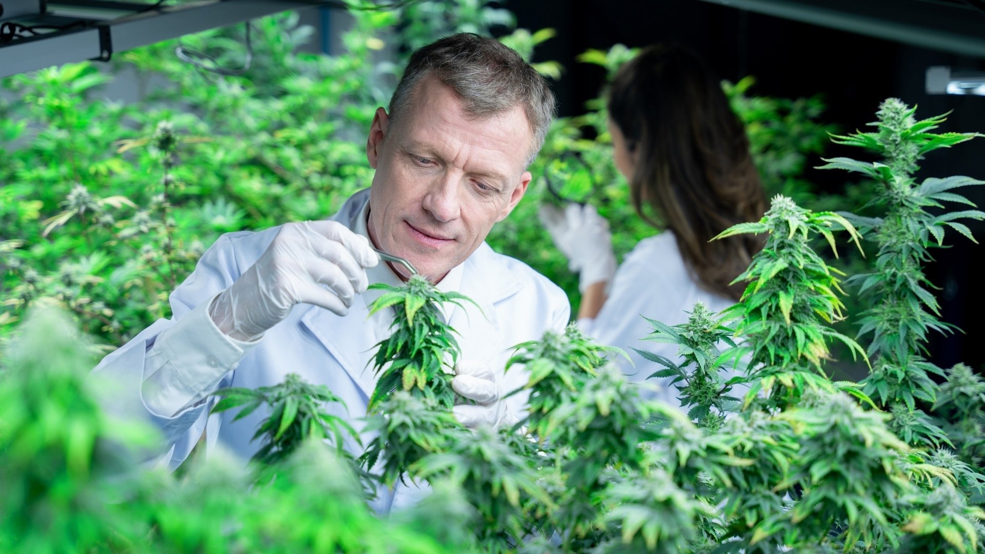 Early Signs of Cannabis Pest Infestation