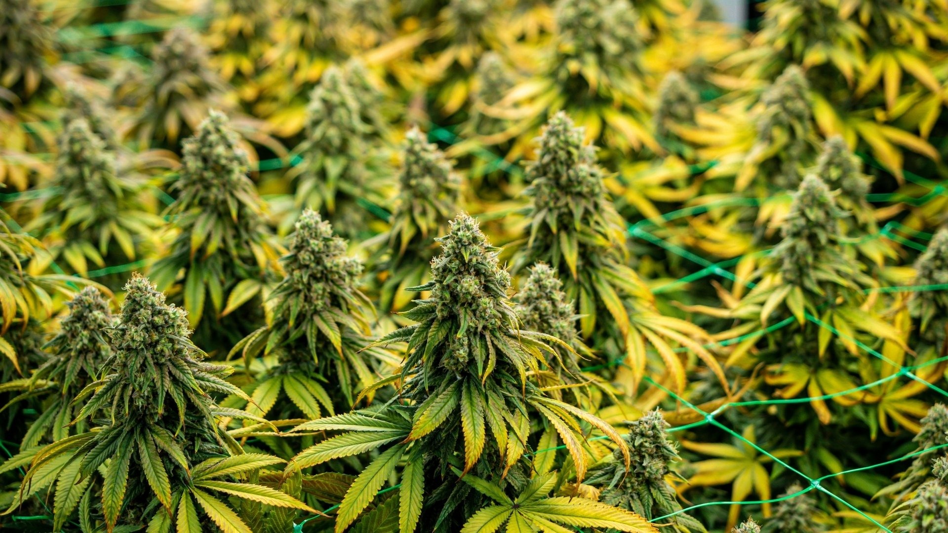 What Causes Insect Infestations in Cannabis Plants?