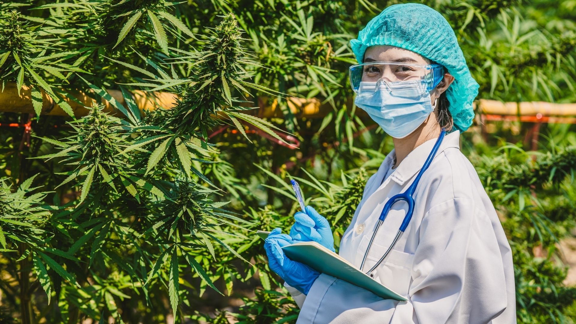 Control Methods for Insects on Weed Plants