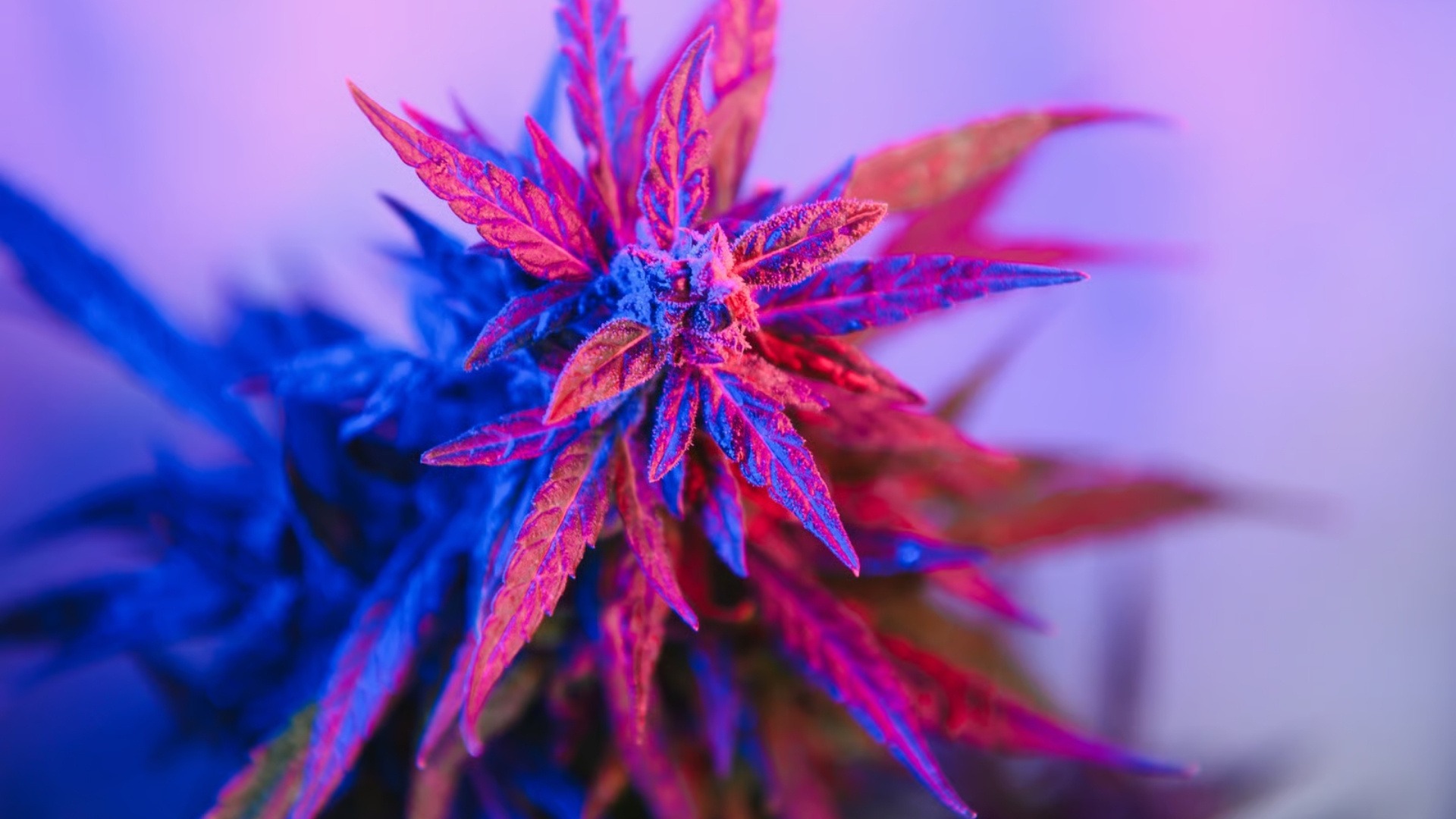 How to Choose the Right LED Lights for Weed in Commercial Setups